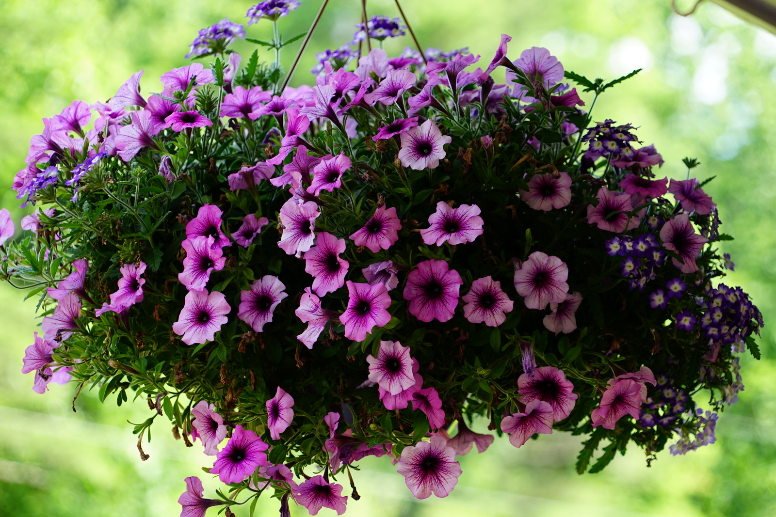 Anura Guruge Sonya7 II B-Boys Paul Bousquet Barnstead flowers New Hampshire