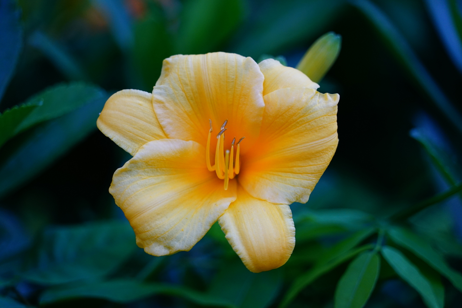 Anura Guruge Sony a7 II Barnstead yellow lily flower July 2017 New Hampshire