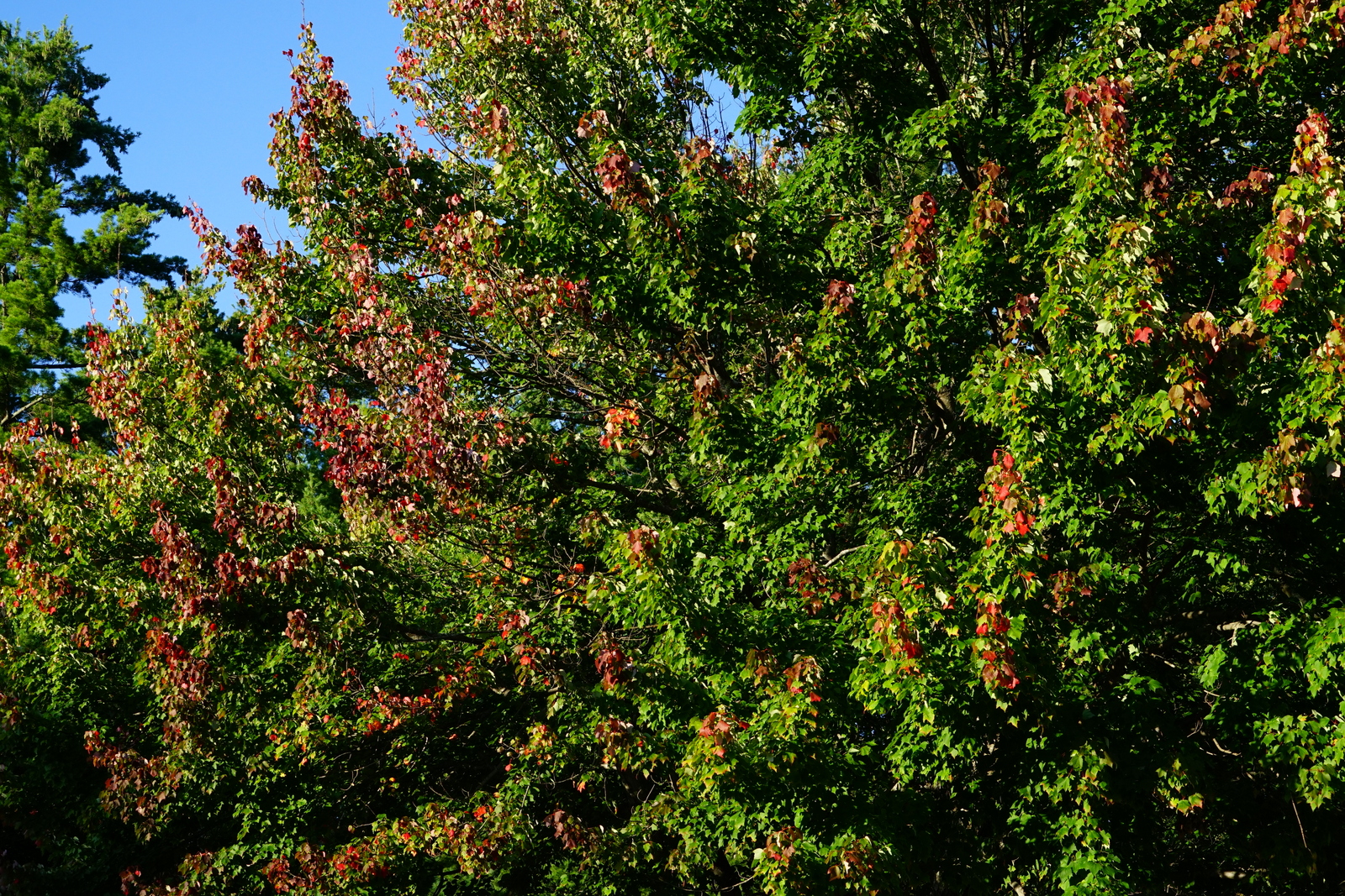 New Hampshire 2017 foliage Anura Guruge August 22 